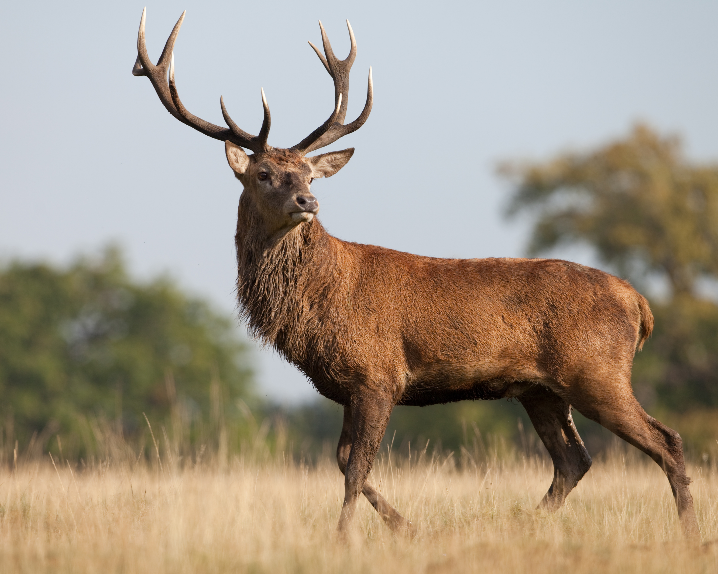 4 Tips for Choosing a Scope
