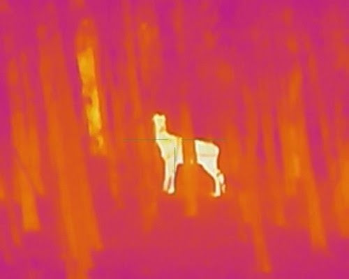 Ever Used Your Thermal Gear In The Daytime?